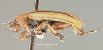 Media type: image;   Entomology 29043 Aspect: habitus lateral view